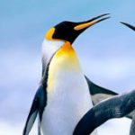 Gambar riwayat Asep Muhammad Ramdani